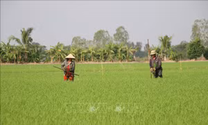 Dịch hại đe dọa năng suất, chất lượng lúa Đông Xuân
