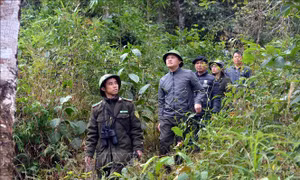 Nâng độ che phủ rừng và tạo sinh kế cho người dân