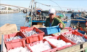 Sản lượng thủy sản của  Quảng Trị giảm 