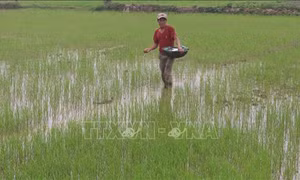 Ứng phó bão số 1: Bảo vệ lúa mới gieo cấy