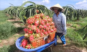 Bà Rịa - Vũng Tàu: Bước vào chính vụ, giá thanh long lại 'chạm đáy'