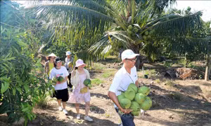 Phát triển hợp tác, liên kết trong sản xuất và tiêu thụ nông sản
