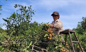 Nâng cao hiệu quả kinh tế tập thể - Bài cuối: Đổi mới tăng nội sinh, phát huy hiệu quả