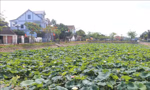 Phát triển sản phẩm du lịch nông nghiệp đặc trưng quê Bác