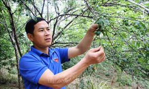 Tháng Thanh niên 2024: Bí thư Chi đoàn gương mẫu, làm kinh tế giỏi
