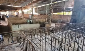 Nhiều hộ nuôi thiệt hại nặng vì dịch tả lợn châu Phi