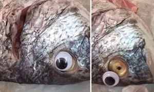 Thủ đoạn mới, gắn mắt nhựa giả cho cá để trông tươi rói hơn