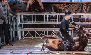 'Kung-fu đấu bò' trở lại Trung Quốc sau hàng thế kỷ dù bị chỉ trích tàn bạo