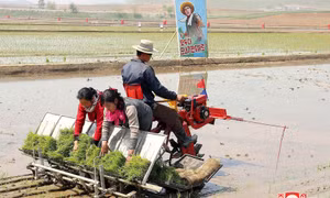 Nông dân Triều Tiên vào mùa cấy, ca sĩ hát cổ vũ trên bờ