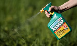 Lật lại lịch sử bê bối của Monsanto - công ty sản xuất chất độc da cam vừa thua kiện