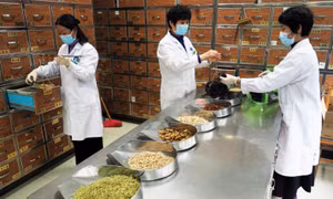 Trung Quốc dùng phương thuốc Đông y 3.000 năm tuổi để điều trị bệnh nhân COVID-19