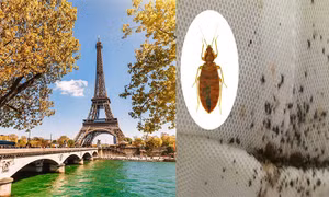 Nước Pháp ‘đau đầu’ xử lý vấn nạn rệp hoành hành ở Paris