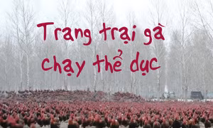 Chủ trang trại dẫn 70.000 con gà chạy bộ hàng ngày để thịt ngon