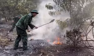 Huế kịp thời khống chế vụ cháy rừng trồng keo