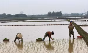 Hà Nội: Vẫn có nguy cơ thiếu nước tưới dưỡng lúa Xuân