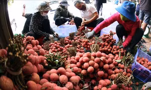 Sáng tạo trong xúc tiến tiêu thụ vải thiều