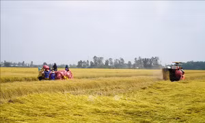 Lúa Đông Xuân được mùa, mất giá