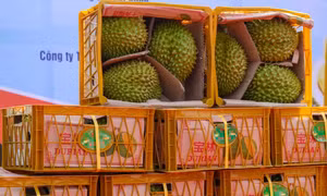 Quảng Tây (Trung Quốc) tăng tốc thông quan trái cây ASEAN