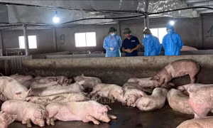 Đàn lợn tại trang trại ông Bùi Đức Biên tại xã Phùng Nguyên, tỉnh Phú Thọ vẫn an toàn trước dịch tả lợn. Ảnh: TTXVN phát