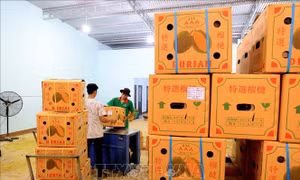 Ký kết 3 nghị định thư xuất khẩu dừa tươi, sầu riêng đông lạnh và cá sấu sang Trung Quốc