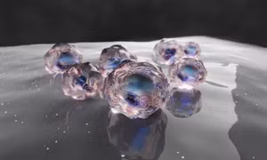 Nhật Bản phát triển gan thu nhỏ từ tế bào iPS