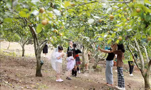 Đặc sắc ngày hội hái lê vùng cao Giang Ma