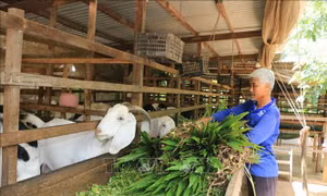 Tăng phòng, chống dịch bệnh trên đàn vật nuôi dịp trước Tết