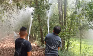 Chủ động các biện pháp phòng, chống cháy rừng khi nắng nóng kéo dài