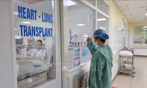 Bệnh viện Trung ương Huế xác lập kỷ lục ghép tim xuyên Việt
