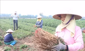 Cây dược liệu bạc tỷ ở vùng quê Hưng Hà
