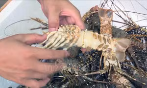 Tôm hùm và cá chết hàng loạt ở Phú Yên do ô nhiễm nguồn nước