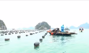 Tái diễn tình trạng nuôi trồng thủy sản trái phép trên vịnh Hạ Long
