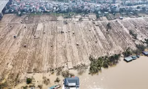  Nỗ lực 'hồi sinh' vùng trồng đào Nhật Tân sau bão lũ