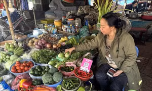 Giá rau xanh hạ nhiệt
