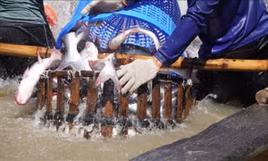 Giá cá tra tại Đồng Tháp tăng, người nuôi lãi cao