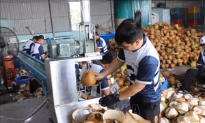 Cơ hội mới cho ngành dừa