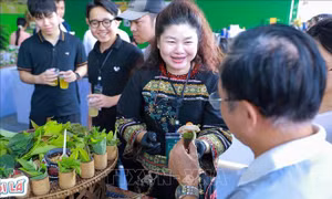 'Thu Mỹ Vị' hội tụ tinh hoa ẩm thực Việt