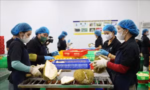 Tận dụng cơ hội, sẵn sàng xuất khẩu sầu riêng đông lạnh