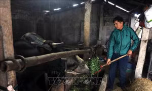 Hưng Yên: Chủ động phòng, chống rét cho đàn vật nuôi