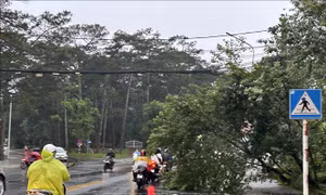 Lâm Đồng: Mưa, lốc làm nhiều cây rừng gãy đổ, ngập cục bộ