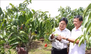 Trồng xoài tứ quý trên đất giồng cát ven biển thu lãi cao