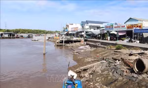Cà Mau: Còn 43 hộ dân ở cửa biển Vàm Xoáy nằm trong nguy cơ sạt lở cao