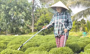 Sử dụng giống nuôi cấy mô trong sản xuất hoa Tết