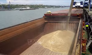 Nhiều nông sản của Nga đối mặt với nguy cơ mất mùa