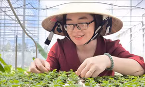 Ứng dụng công nghệ nuôi cấy mô trong sản xuất cây giống, hoa kiểng quy mô lớn