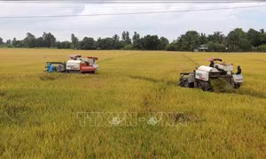 Chủ động thu hoạch lúa Hè Thu để tránh bị thiệt hại do mưa bão