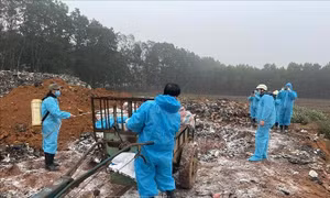 Dịch tả lợn châu Phi lan rộng, Thanh Hóa tiêu hủy hơn 24.000 con lợn