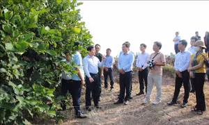 Phát huy tối đa tiềm năng hệ sinh thái du lịch bản địa Cù Lao Dung