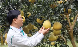 Đưa bưởi Đại Minh vươn xa