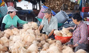 Chuyển đổi từ trồng lúa bấp bênh sang dừa chuyên canh cho năng suất cao